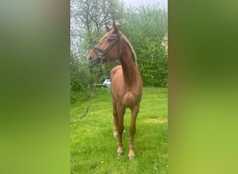 Caballo de deporte alemán, Yegua, 4 años, 172 cm, Alazán