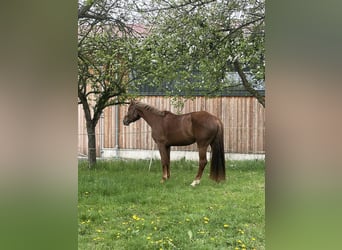 Caballo de deporte alemán, Yegua, 4 años, 172 cm, Alazán