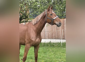 Caballo de deporte alemán, Yegua, 4 años, 172 cm, Alazán