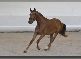 Caballo de deporte alemán, Yegua, 4 años, 172 cm, Alazán