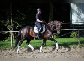 Caballo de deporte alemán, Yegua, 4 años, 172 cm, Castaño