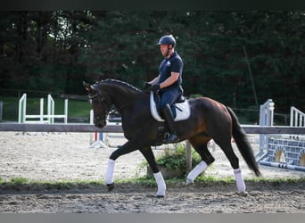 Caballo de deporte alemán, Yegua, 4 años, 172 cm, Castaño