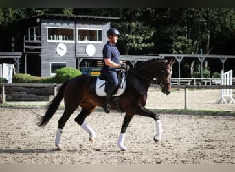 Caballo de deporte alemán, Yegua, 4 años, 172 cm, Castaño