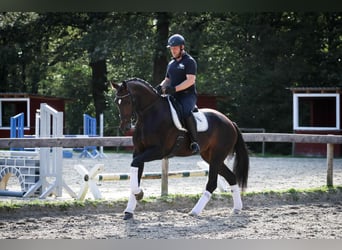 Caballo de deporte alemán, Yegua, 4 años, 172 cm, Castaño