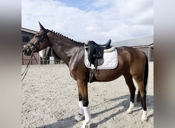 Caballo de deporte alemán, Yegua, 4 años, 172 cm, Castaño