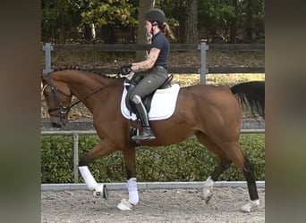 Caballo de deporte alemán, Yegua, 4 años, 172 cm, Castaño