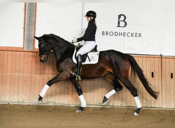 Caballo de deporte alemán, Yegua, 4 años, 172 cm, Castaño oscuro