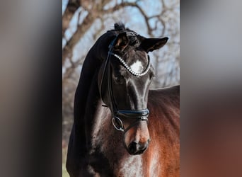 Caballo de deporte alemán, Yegua, 4 años, 172 cm, Castaño oscuro