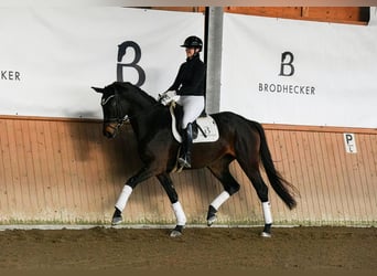 Caballo de deporte alemán, Yegua, 4 años, 172 cm, Castaño oscuro