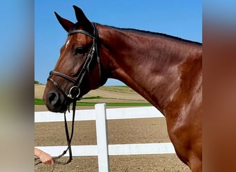 Caballo de deporte alemán, Yegua, 4 años, 173 cm, Castaño