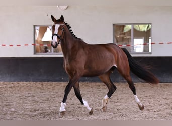 Caballo de deporte alemán, Yegua, 4 años, 173 cm, Castaño