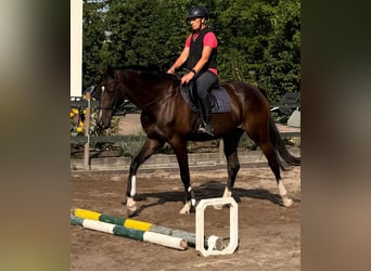 Caballo de deporte alemán, Yegua, 4 años, 174 cm, Castaño oscuro