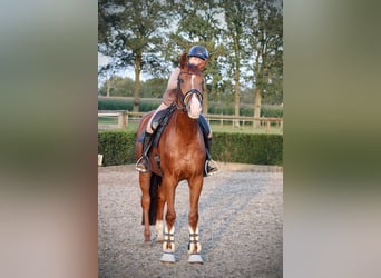 Caballo de deporte alemán, Yegua, 4 años, 175 cm, Alazán