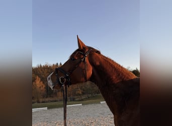 Caballo de deporte alemán, Yegua, 4 años, 175 cm, Alazán