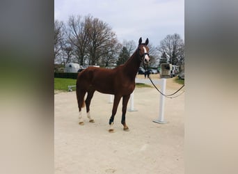 Caballo de deporte alemán, Yegua, 4 años, 175 cm, Alazán