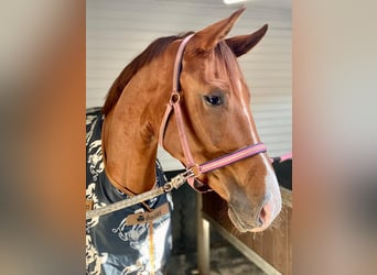 Caballo de deporte alemán, Yegua, 4 años, 175 cm, Alazán-tostado