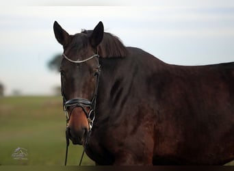 Caballo de deporte alemán, Yegua, 4 años, 175 cm, Castaño oscuro