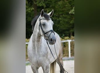 Caballo de deporte alemán, Yegua, 4 años, 175 cm, Tordo rodado