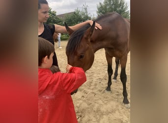 Caballo de deporte alemán, Yegua, 4 años, 176 cm, Castaño