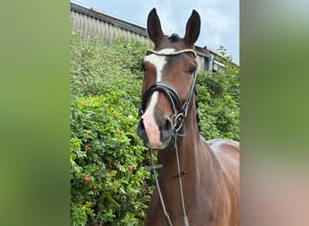 Caballo de deporte alemán, Yegua, 4 años, 176 cm, Castaño