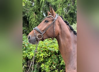 Caballo de deporte alemán, Yegua, 4 años, 176 cm, Castaño