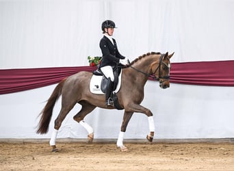 Caballo de deporte alemán, Yegua, 4 años, Alazán-tostado