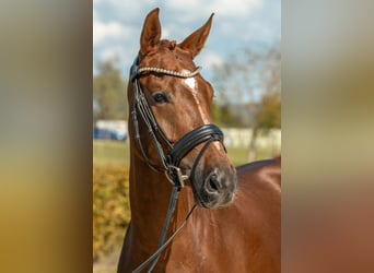 Caballo de deporte alemán, Yegua, 4 años, Alazán-tostado