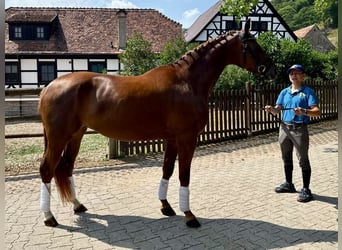 Caballo de deporte alemán, Yegua, 4 años, Alazán-tostado