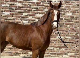 Caballo de deporte alemán, Yegua, 5 años, 153 cm, Alazán
