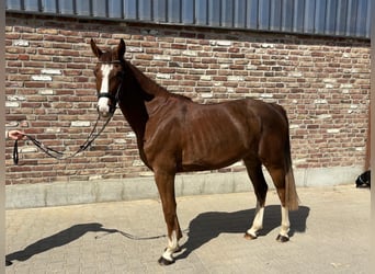 Caballo de deporte alemán, Yegua, 5 años, 153 cm, Alazán
