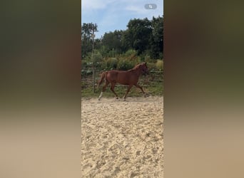 Caballo de deporte alemán, Yegua, 5 años, 157 cm, Alazán