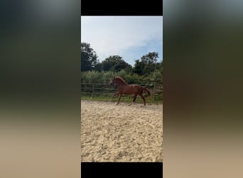 Caballo de deporte alemán, Yegua, 5 años, 157 cm, Alazán