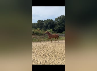 Caballo de deporte alemán, Yegua, 5 años, 157 cm, Alazán