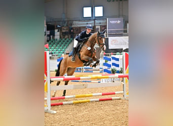 Caballo de deporte alemán, Yegua, 5 años, 158 cm, Castaño