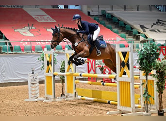 Caballo de deporte alemán, Yegua, 5 años, 158 cm, Castaño