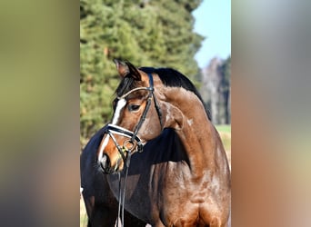 Caballo de deporte alemán, Yegua, 5 años, 162 cm, Castaño
