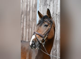 Caballo de deporte alemán, Yegua, 5 años, 162 cm, Castaño