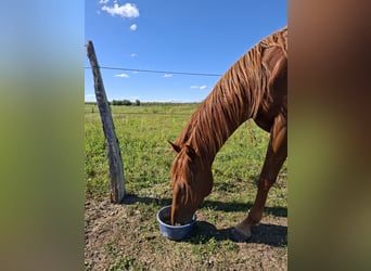 Caballo de deporte alemán, Yegua, 5 años, 163 cm, Alazán