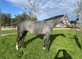 Caballo de deporte alemán, Yegua, 5 años, 163 cm