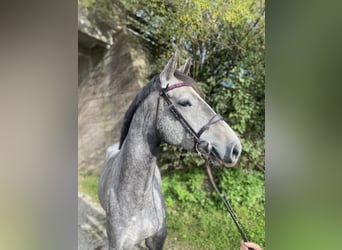 Caballo de deporte alemán, Yegua, 5 años, 163 cm