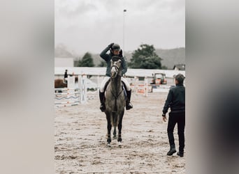 Caballo de deporte alemán, Yegua, 5 años, 163 cm