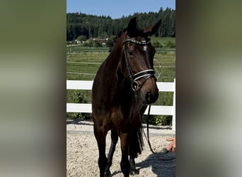 Caballo de deporte alemán, Yegua, 5 años, 163 cm, Castaño oscuro