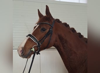 Caballo de deporte alemán, Yegua, 5 años, 164 cm, Alazán
