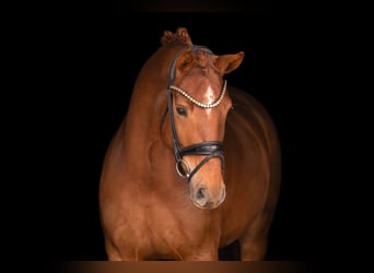 Caballo de deporte alemán, Yegua, 5 años, 164 cm, Alazán-tostado