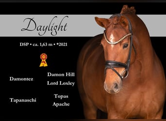 Caballo de deporte alemán, Yegua, 5 años, 164 cm, Alazán-tostado