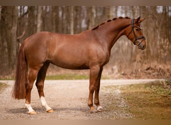 Caballo de deporte alemán, Yegua, 5 años, 164 cm, Alazán-tostado