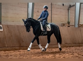 Caballo de deporte alemán, Yegua, 5 años, 164 cm, Negro