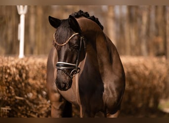 Caballo de deporte alemán, Yegua, 5 años, 164 cm, Negro