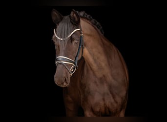 Caballo de deporte alemán, Yegua, 5 años, 164 cm, Negro