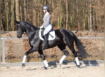 Caballo de deporte alemán, Yegua, 5 años, 164 cm, Negro